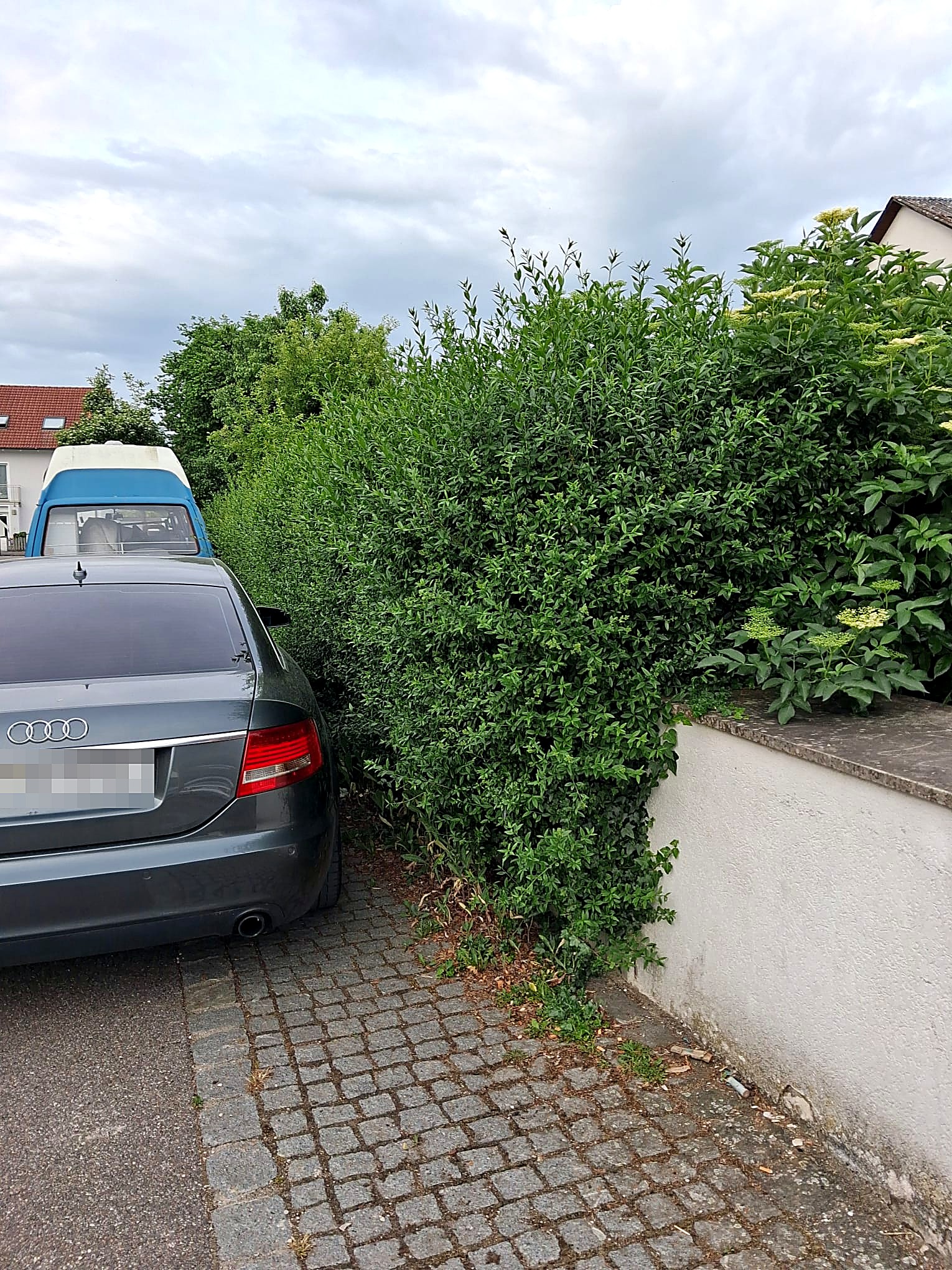 Heckenschnitt – Vorher – Kormanns Gartenpflege